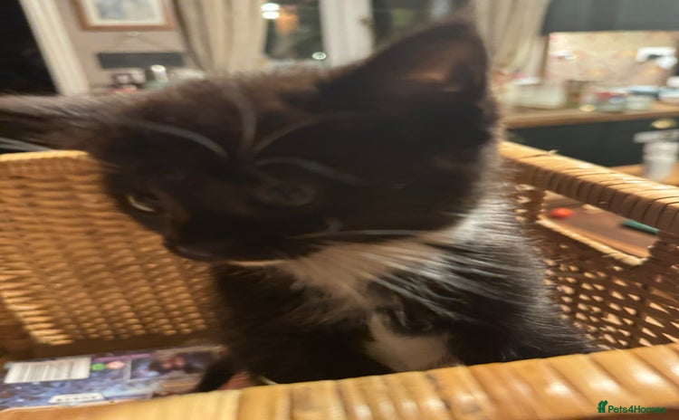 Mixed Breed cats - Advert 13