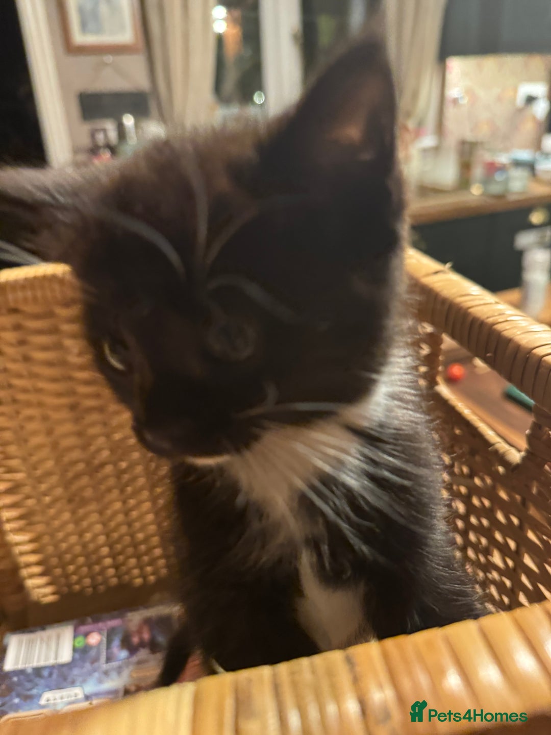 Mixed Breed cats for sale: Adorable Kittens  - Image 1