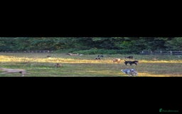 Whippet dogs for sale: Kc reg whippet pup. Fawn female avialable in Warminster - Image 22