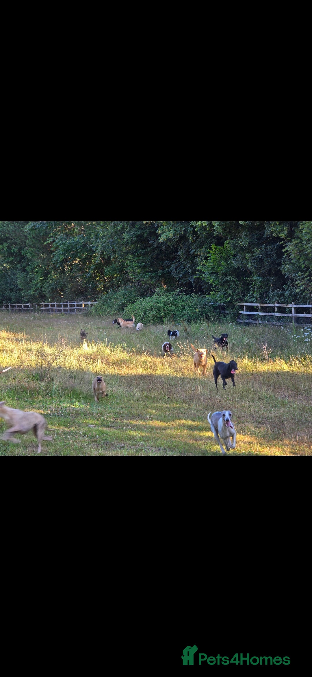Whippet dogs for sale: Kc reg whippet pup. Fawn female avialable in Warminster - Image 22