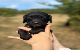 Sprocker dogs for sale: Sprocker Puppies - Image 9
