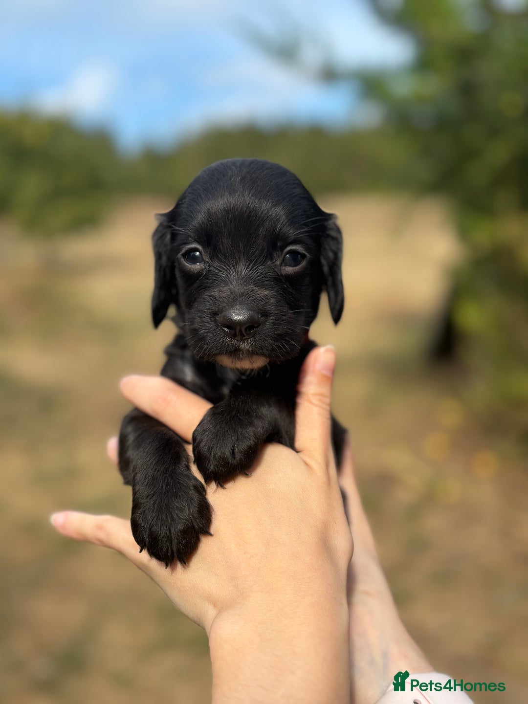 Sprocker dogs for sale: Sprocker Puppies - Image 9
