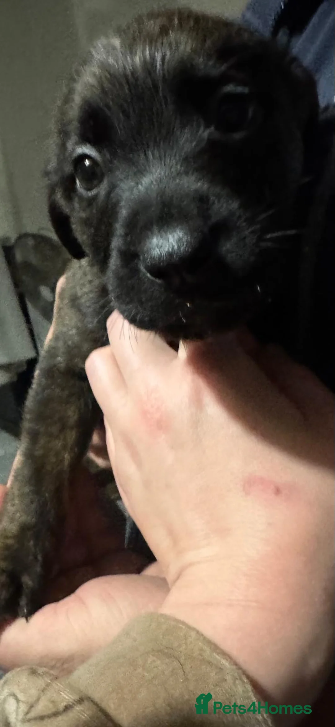 Mixed Breed dogs for sale: Belgian malinois shepherd  ** tiff puppies - Advert 8