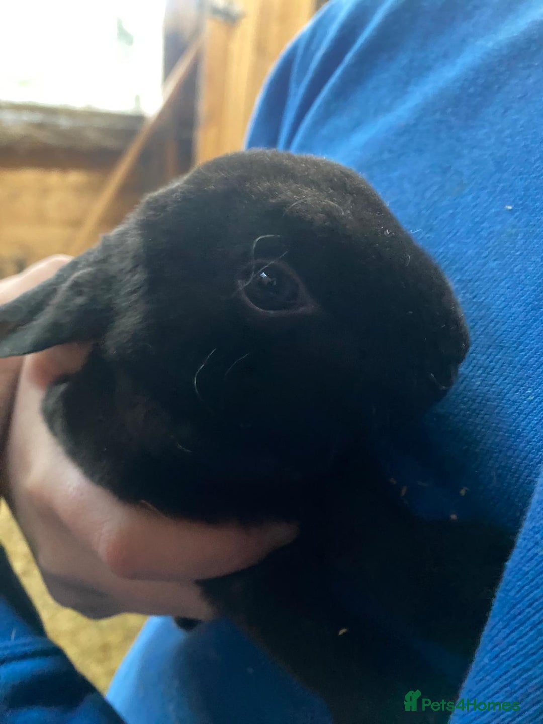 Mixed Breed rabbits for sale: Mini Rex / mini Rex cross - Advert 10