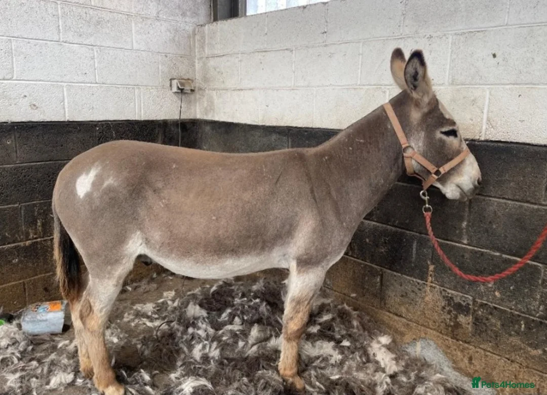 Donkey livestock for sale: Donkey Gelding  in Wisbech - Advert 2