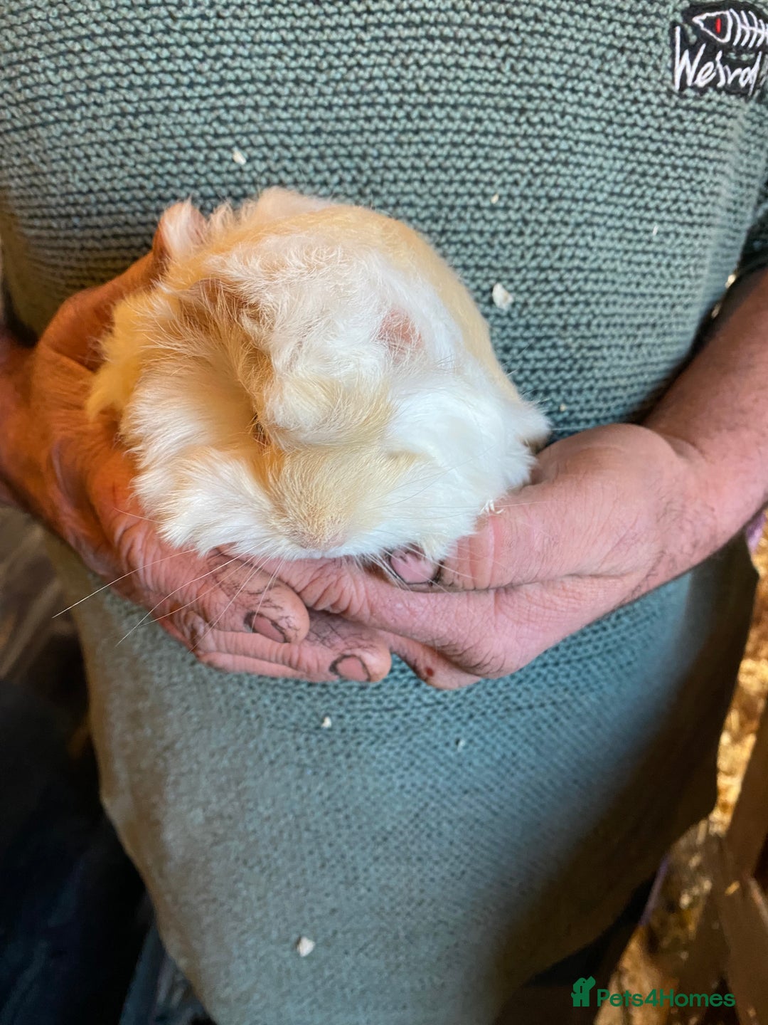 Guinea Pig rodents for sale: Peruvian Guinea pigs  - Advert 4