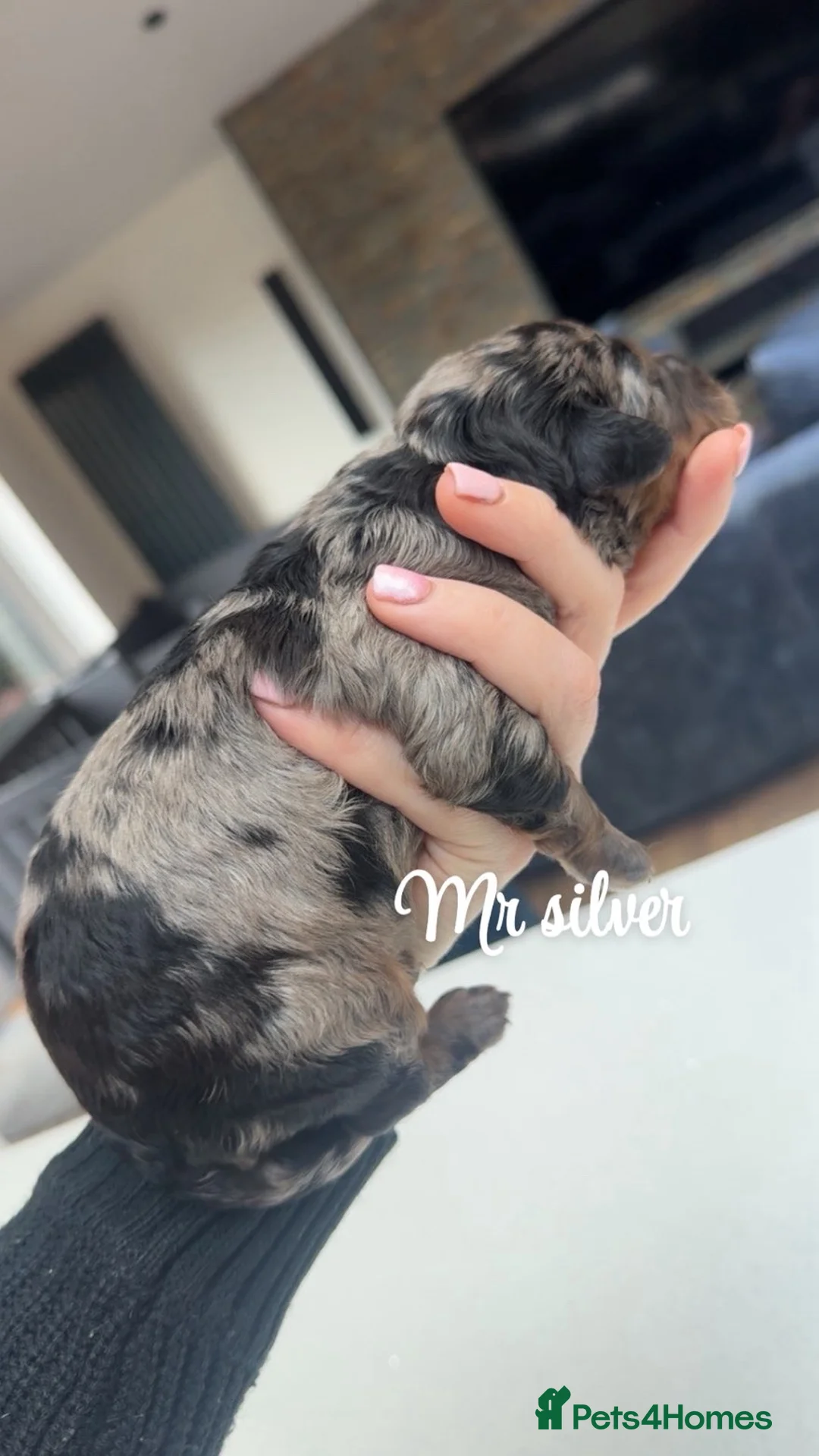 Bernedoodle dogs for sale: Merle, Black & Tan Mini Outstanding Bernedoodles - Advert 6