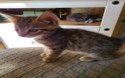 Mixed Breed cats for sale: 4 flufball looking for new home - Image 11
