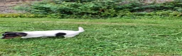 Jack Russell dogs for sale: Jack Russell pups  - Advert 5
