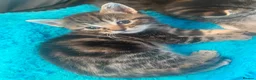 Bengal cats for sale: Bengal/khao manee kittens  - Advert 7