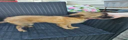 Chihuahua dogs for sale: Looking for Forever Homes  in Sittingbourne - Advert 9