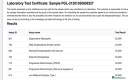 Miniature Poodle dogs for stud: Miniature poodle for  stud only - Image 2