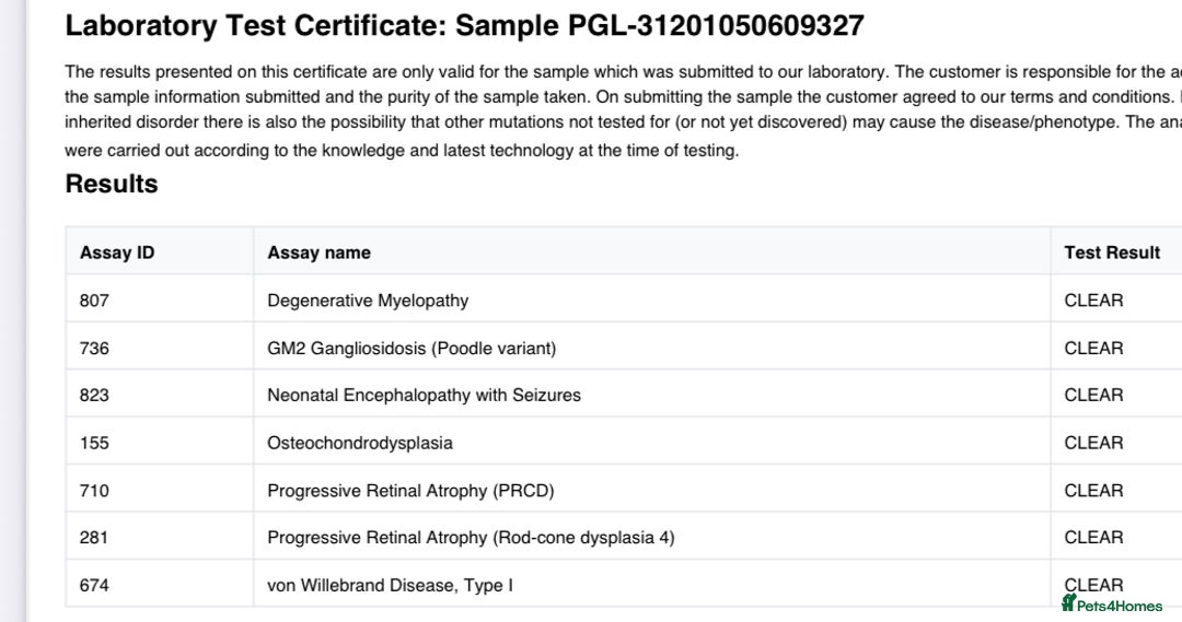 Miniature Poodle dogs for stud: Miniature poodle for  stud only - Image 2