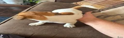 Jack Russell dogs for sale: Lively Jack Russell puppies - Advert 9