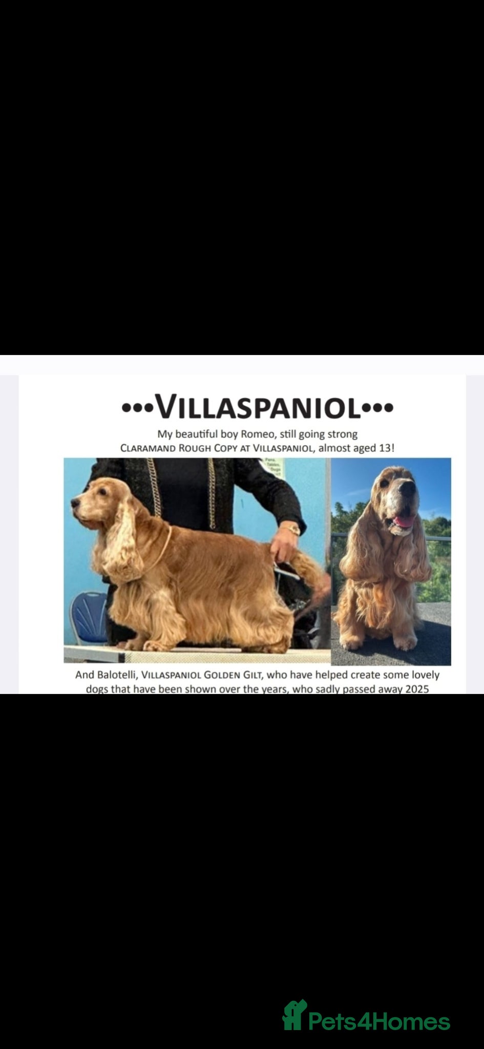 Cocker Spaniel dogs **show cockers Ready to leave for forever homes** - Advert 2