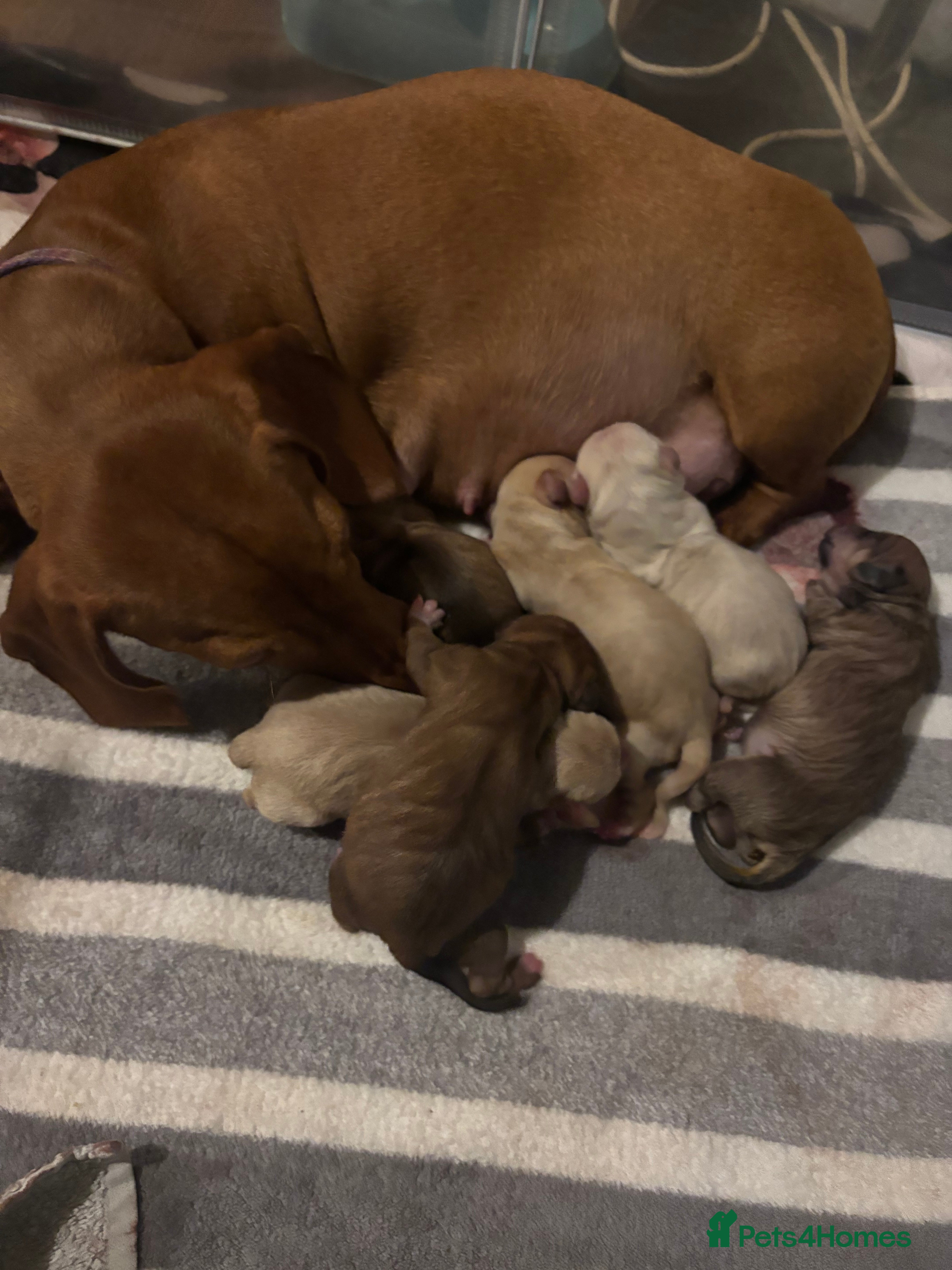 Mixed Breed dogs Gorgeous little puppies boys and girls - Advert 3