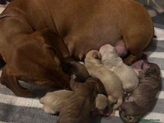 Mixed Breed dogs Gorgeous little puppies boys and girls - Advert 3