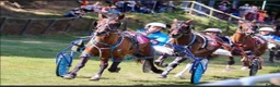Trotter horses for sale: Beautiful Standardbred Mare For Sale - Advert 3