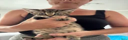 Bengal cats for sale: Bengal-cross kittens  - Advert 10