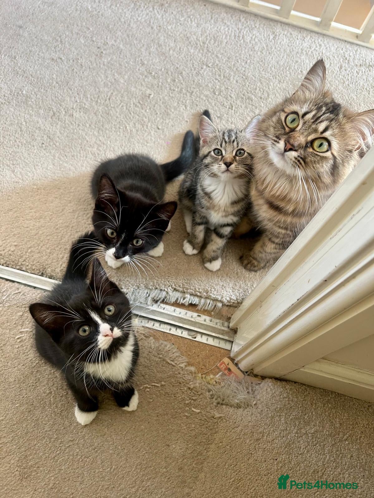 Mixed Breed cats 4x kittens for sale - Advert 3