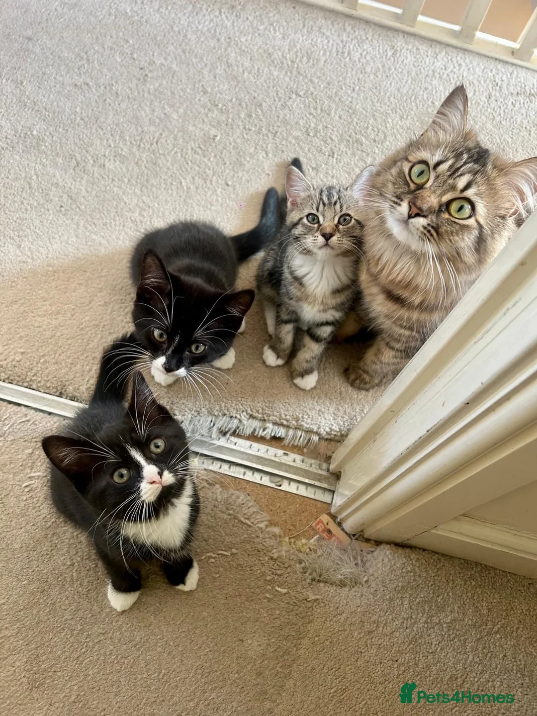 Mixed Breed cats for sale: 4x kittens for sale - Advert 1