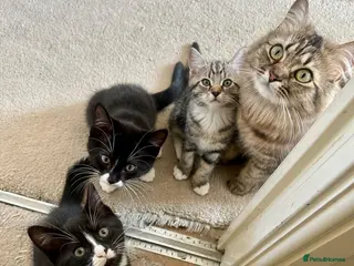 Mixed Breed cats 3x kittens for sale - Advert 1