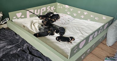 Rottweiler dogs - Advert 6