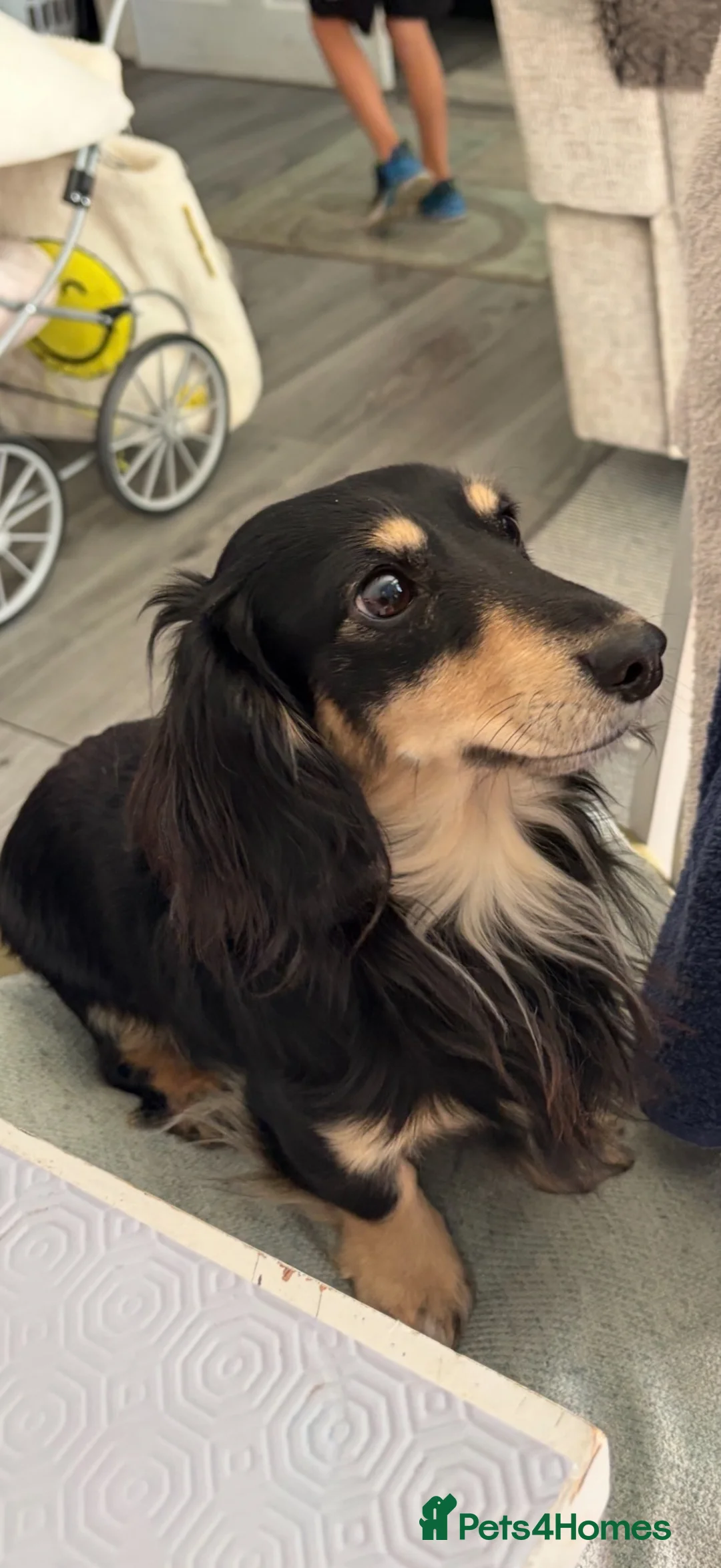 Miniature Dachshund dogs for sale: Purebred Longhair Mini Daschund for Rehoming - Advert 2