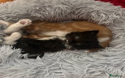 Ragdoll cats for sale: ✨ Ragdoll mix kittens ✨ - Image 4