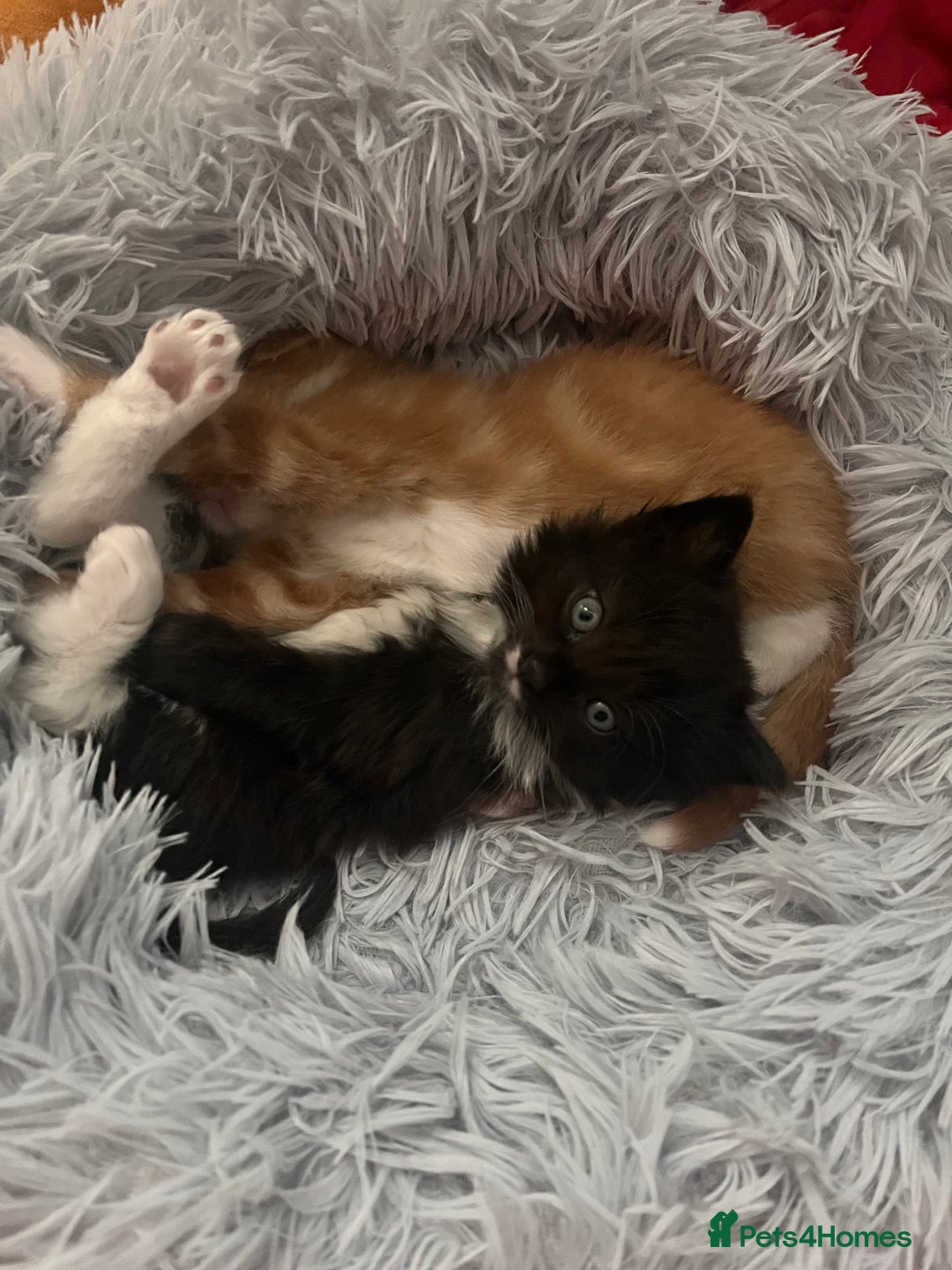 Ragdoll cats for sale: ✨ Ragdoll mix kittens ✨ - Image 4