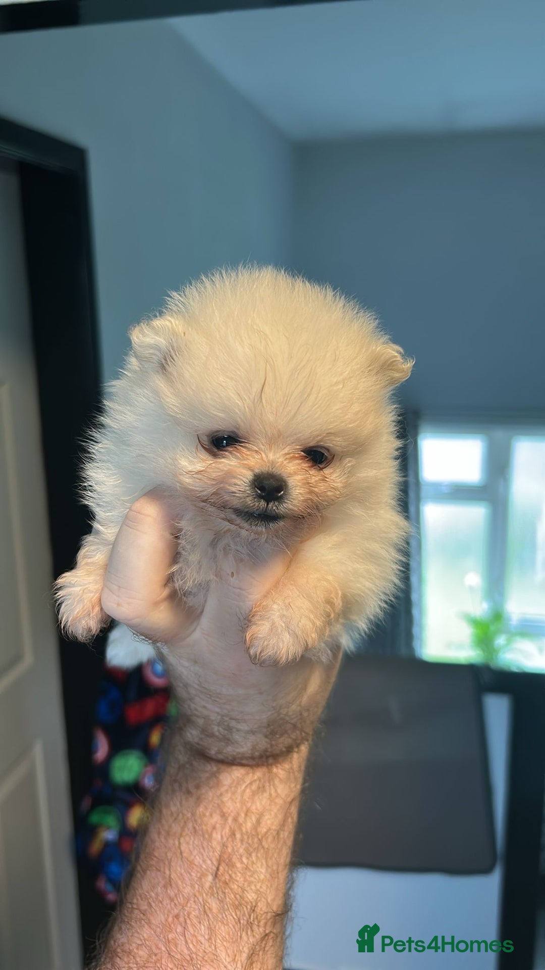 Pomeranian dogs for sale: 3 tiny girls ready now*price reduced £2000 - Advert 21