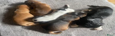 Chocolate Sable