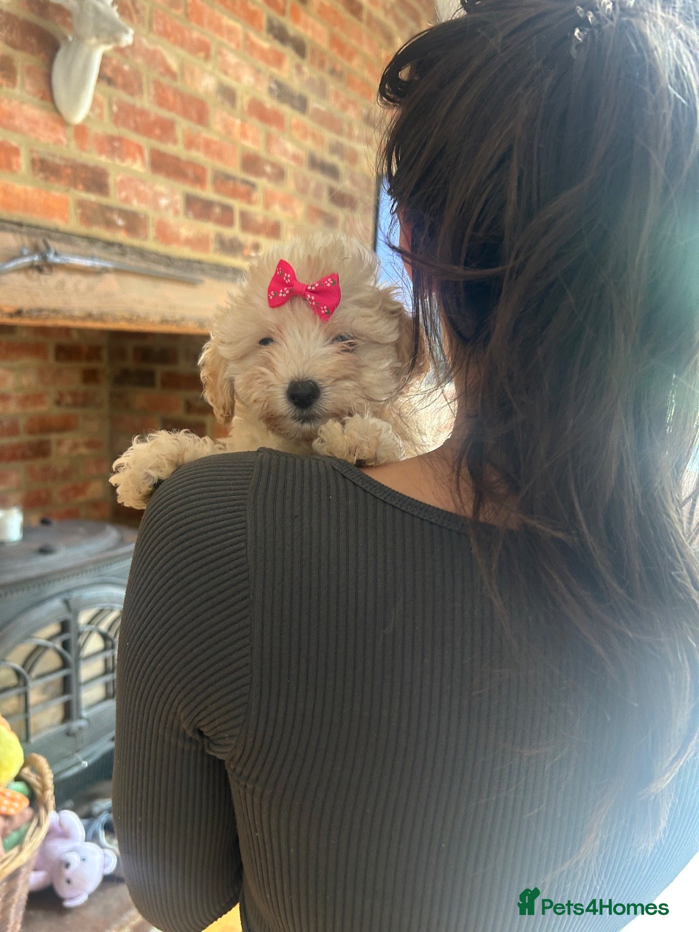Maltipoo dogs 🧸 Adorable Maltipoo Puppies 🧸 - Advert 1