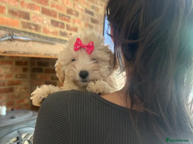Maltipoo dogs for sale: 🧸 Adorable Maltipoo Puppies 🧸 - Advert 1
