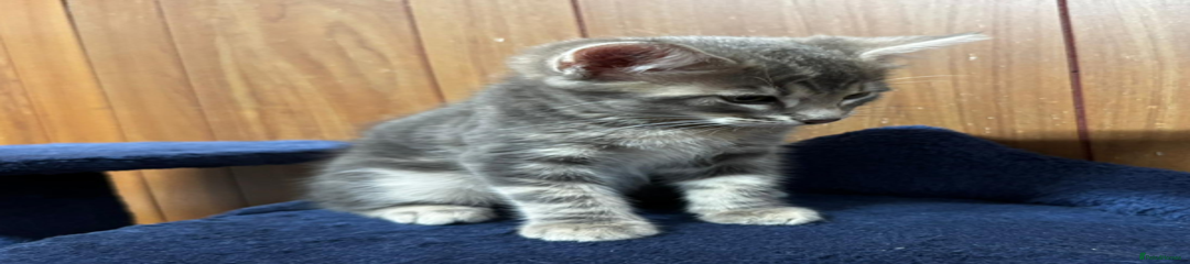 Kitten 1 - Grey Colour (Male)