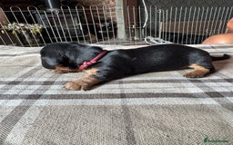 Miniature Dachshund dogs for sale: 🐾 Miniature Dachshund Puppies for Sale 🐾 - Image 8