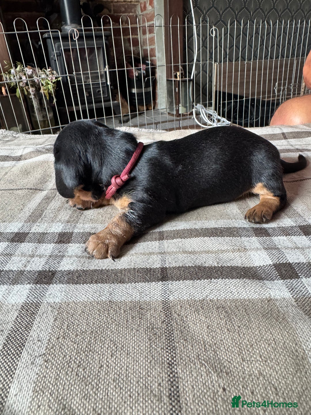 Miniature Dachshund dogs for sale: 🐾 Miniature Dachshund Puppies for Sale 🐾 - Image 8