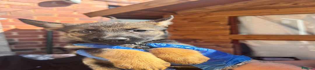 Belgian Shepherd Dog Puppy 3