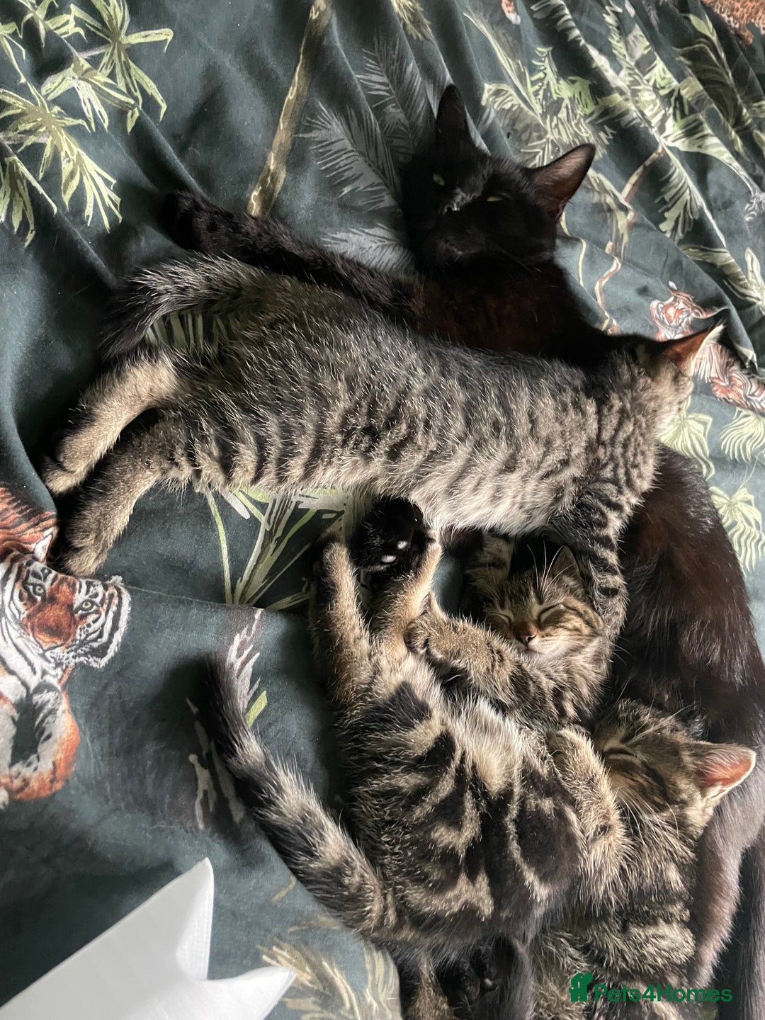 Mixed Breed cats for sale: 3 lovely natured, characterful tabby’s  - Image 2