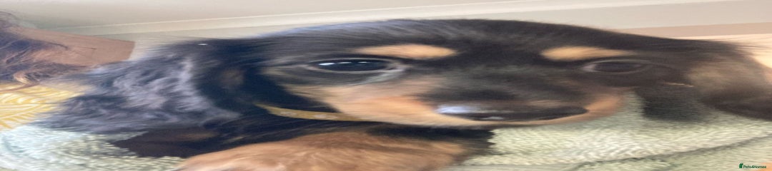 Miniature Dachshund Puppy 2