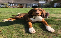 Mixed Breed dogs for adoption: Nacho - goofy Sabueso Hound for adoption - Image 1