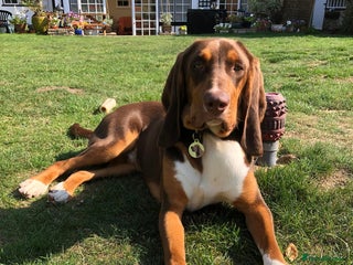 Mixed Breed dogs - Advert 14