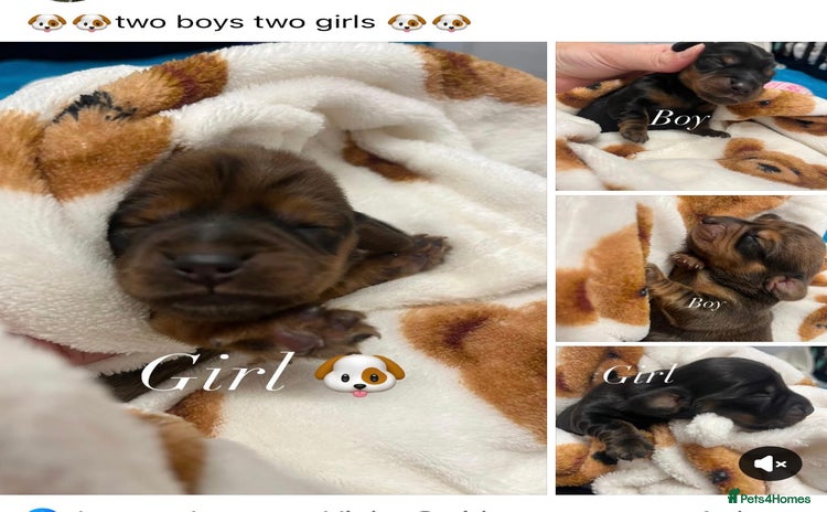 Dachshund dogs - Advert 3