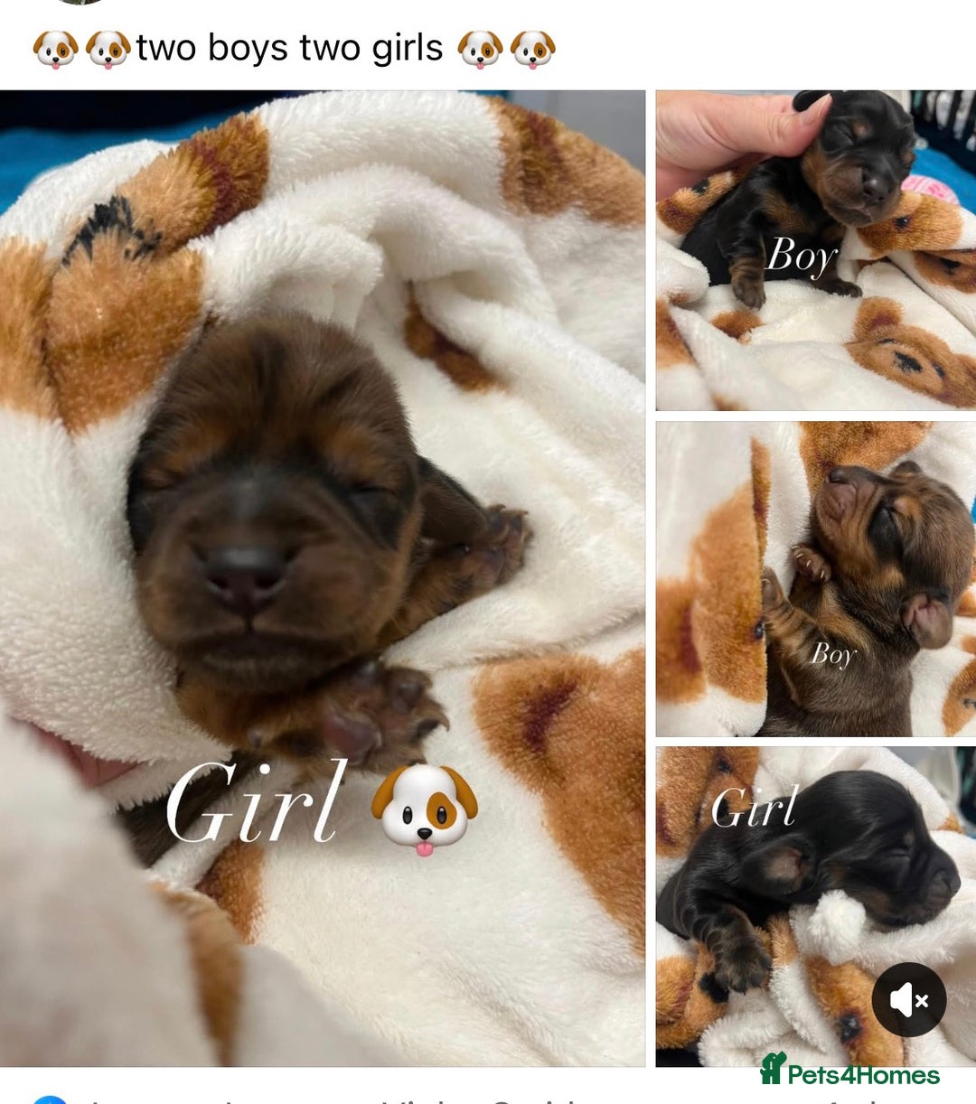 Dachshund dogs for sale: Beautiful baby’s  - Image 1