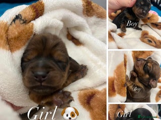 Dachshund dogs - Advert 6