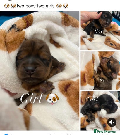 Dachshund dogs - Advert 4
