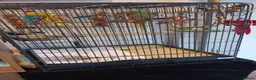 Parrots birds for sale: Alexandrine  parrot  - Advert 2