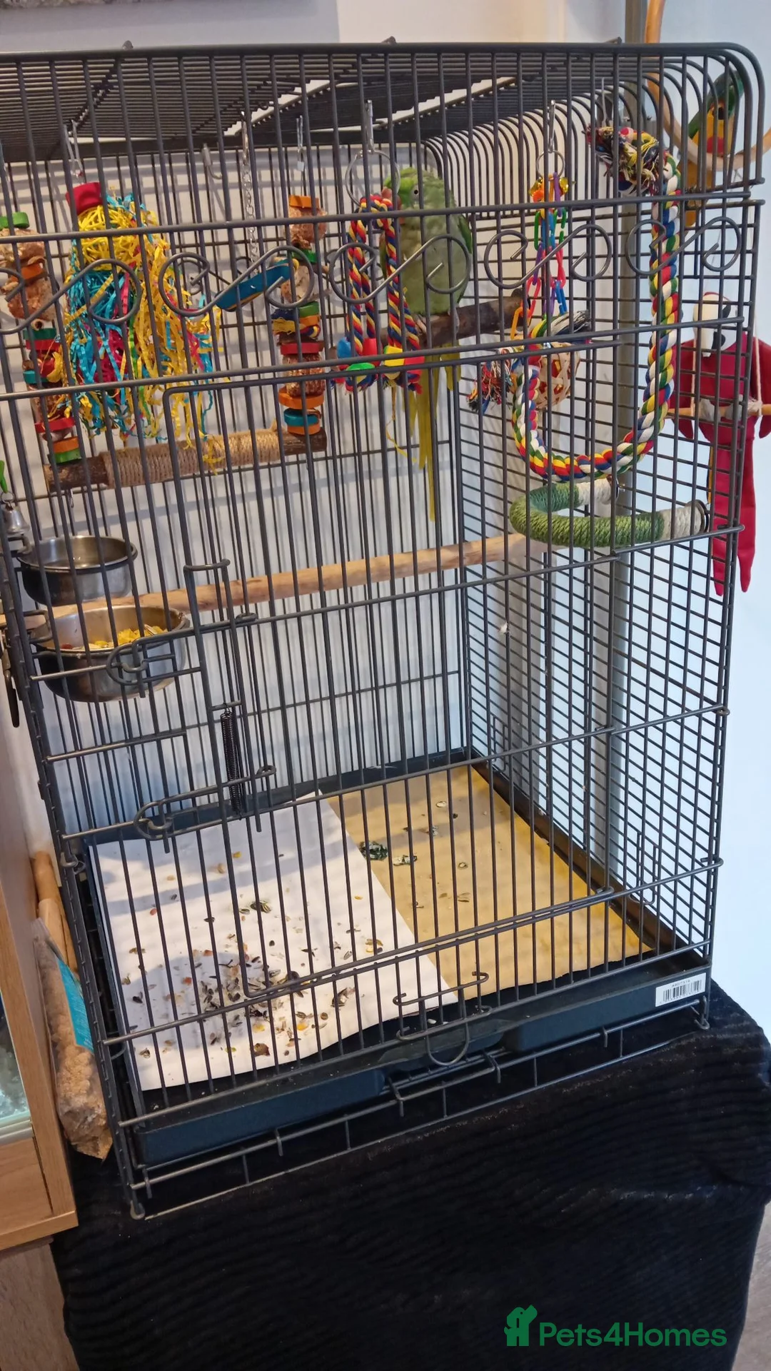 Parrots birds for sale: Alexandrine  parrot  - Advert 2