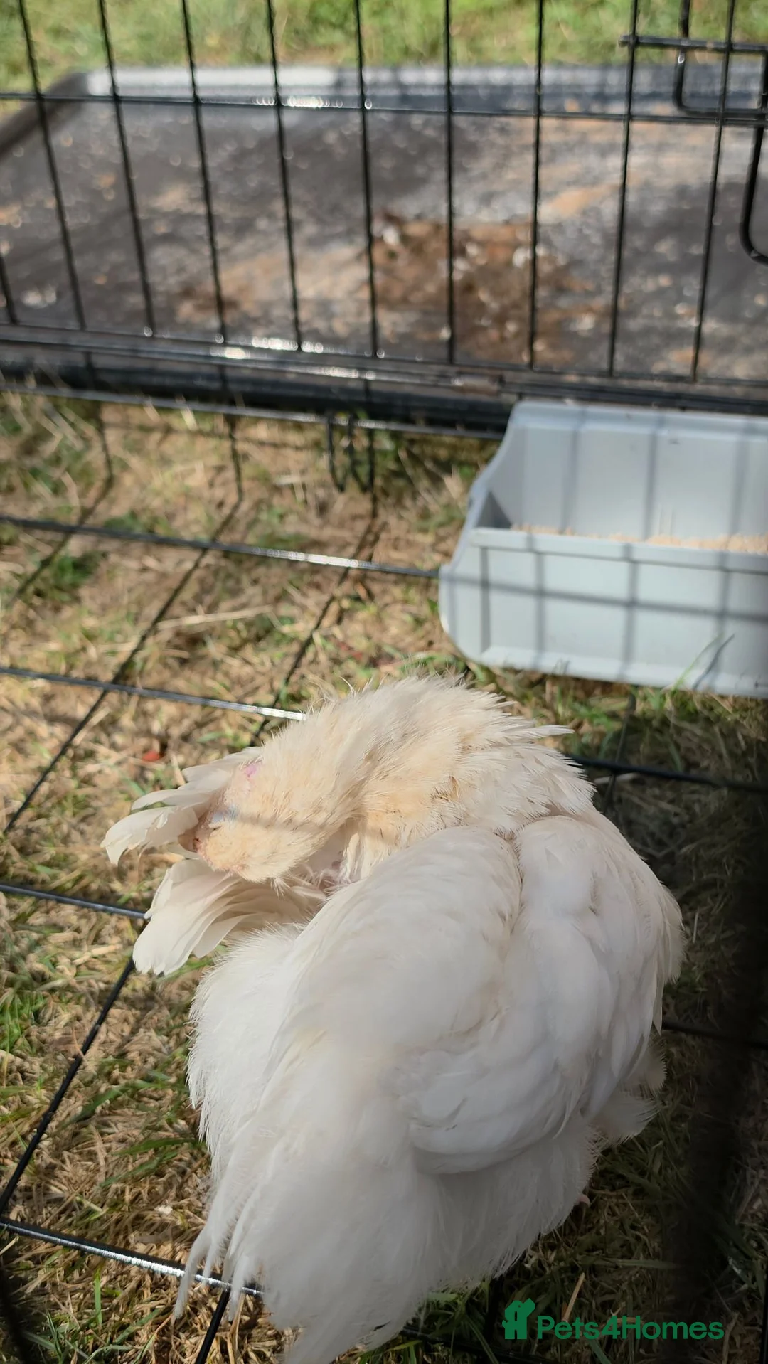 Chickens poultry for sale: Chicken white female  in Coventry - Advert 4