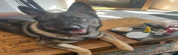 German Shepherd dogs for stud: Working line German shepherd for stud  - Advert 3